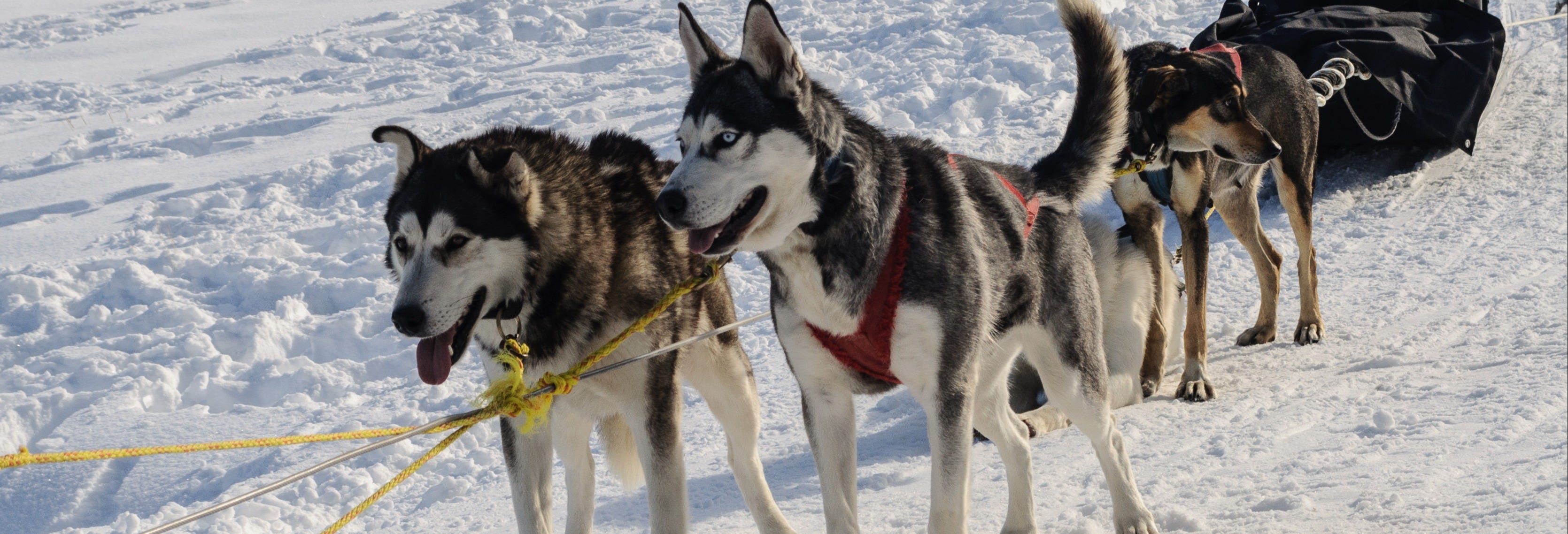 Husky Dog Sled Ride