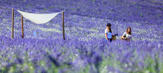 Accesso a un campo di lavanda