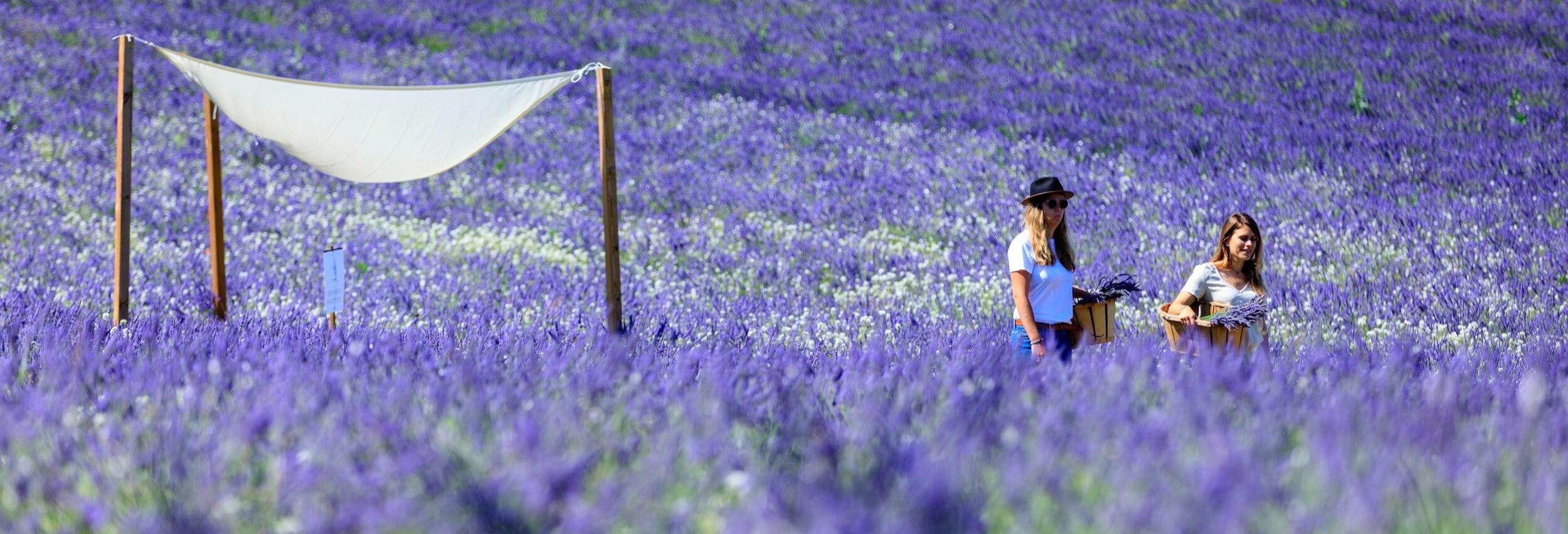 Entrance to Lavender Fields