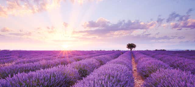 Tour privato dei vigneti e dei campi di lavanda in sidecar