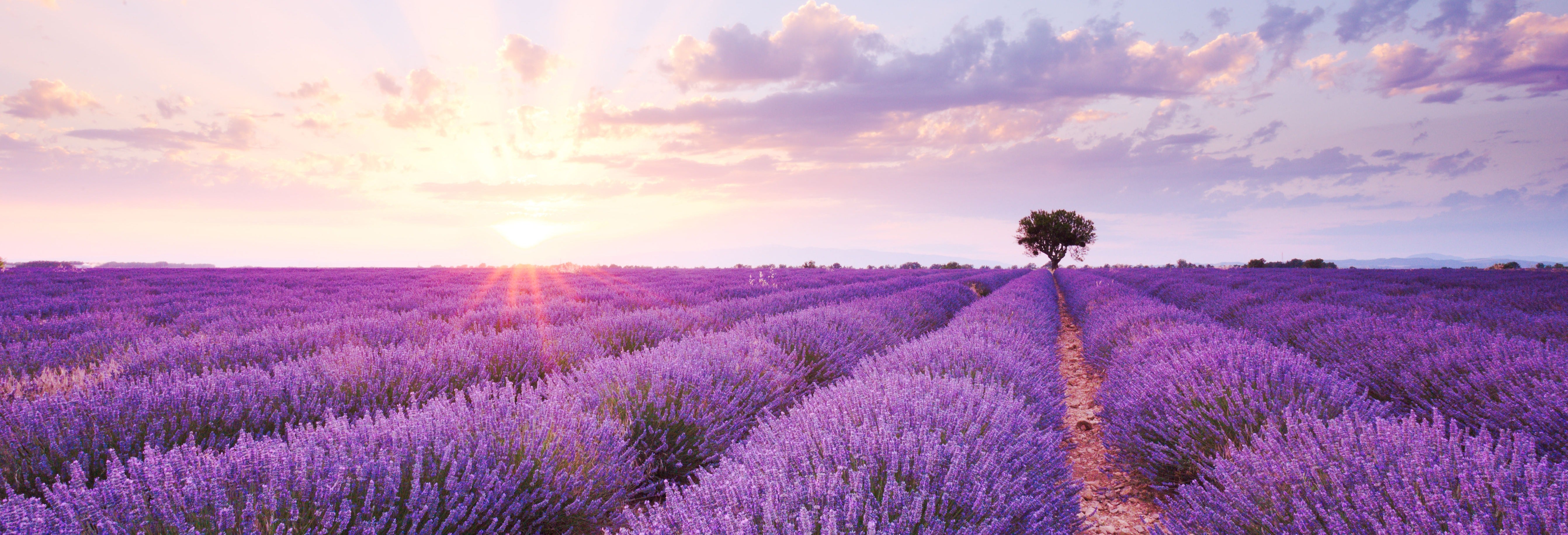 Provence Vineyards & Lavender Fields Sidecar Tour