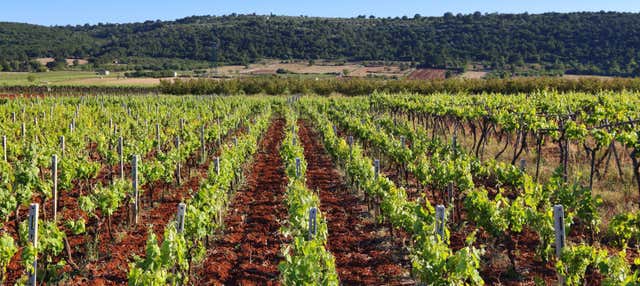 Tour del vino a Côtes de Provence