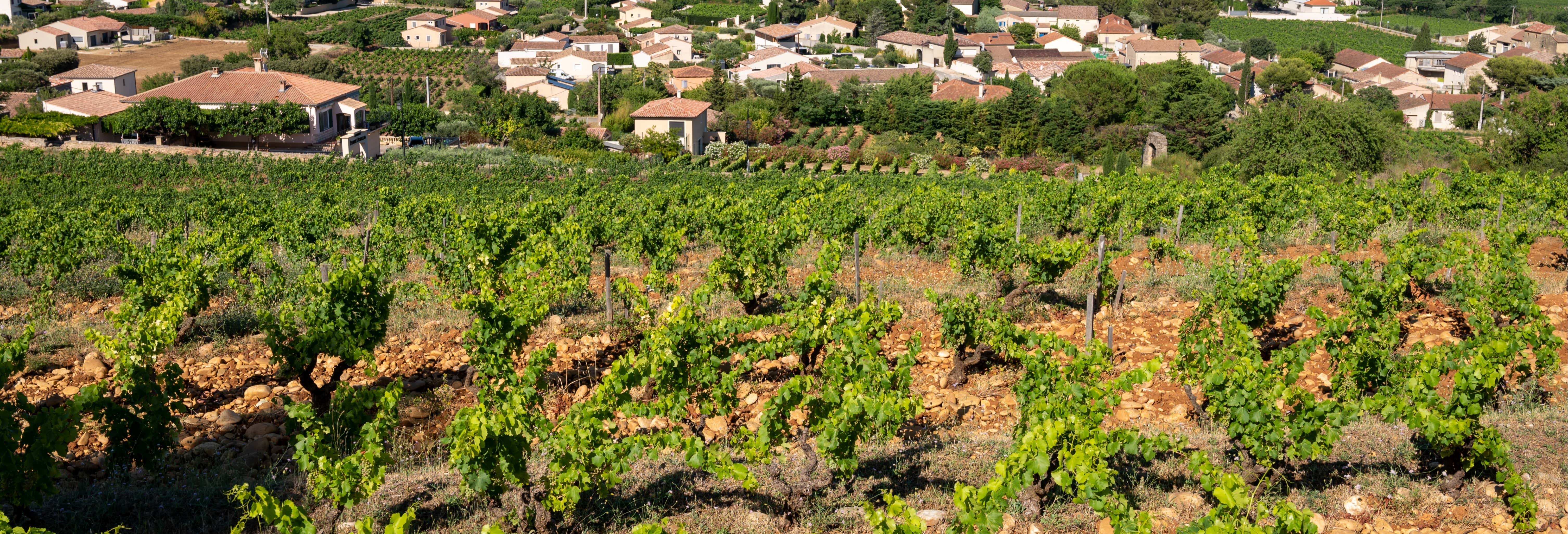Escursione a Châteauneuf du Pape