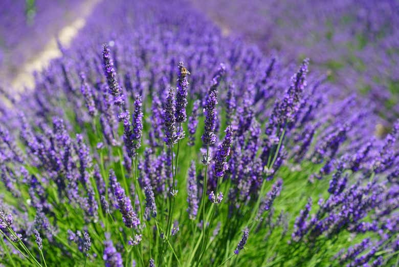Sault Lavender Fields