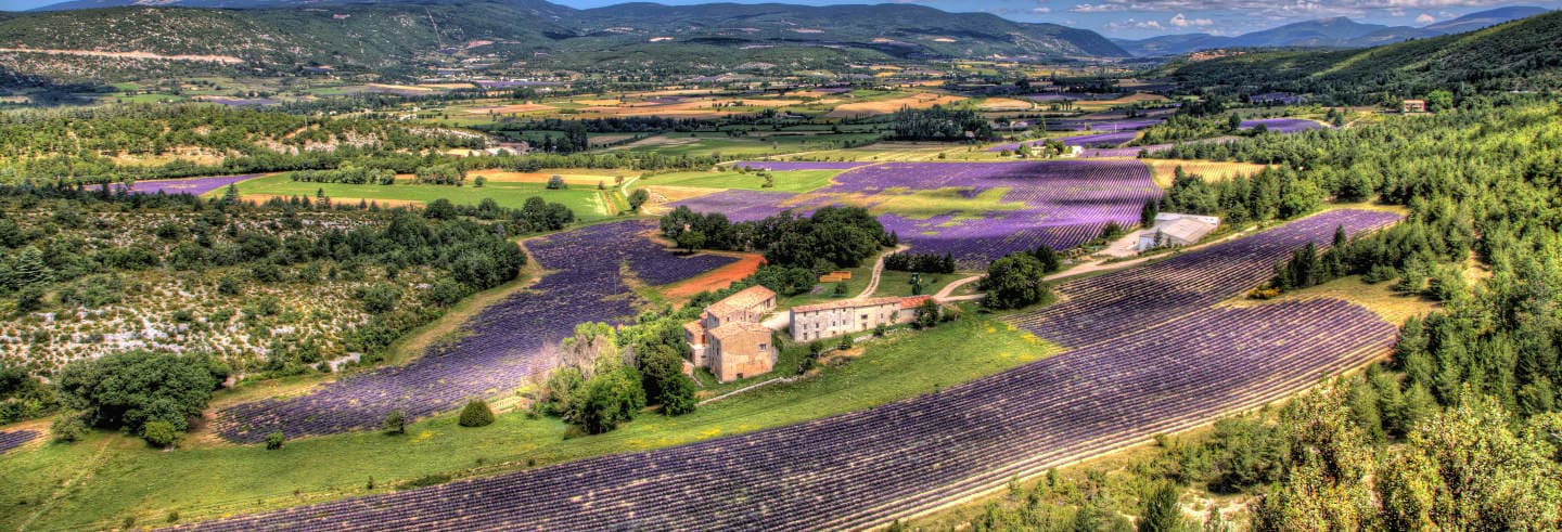 Luberon Lavender Fields