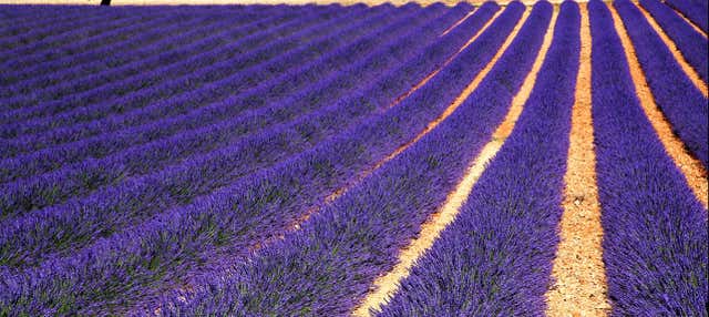 Tour della lavanda da Sault