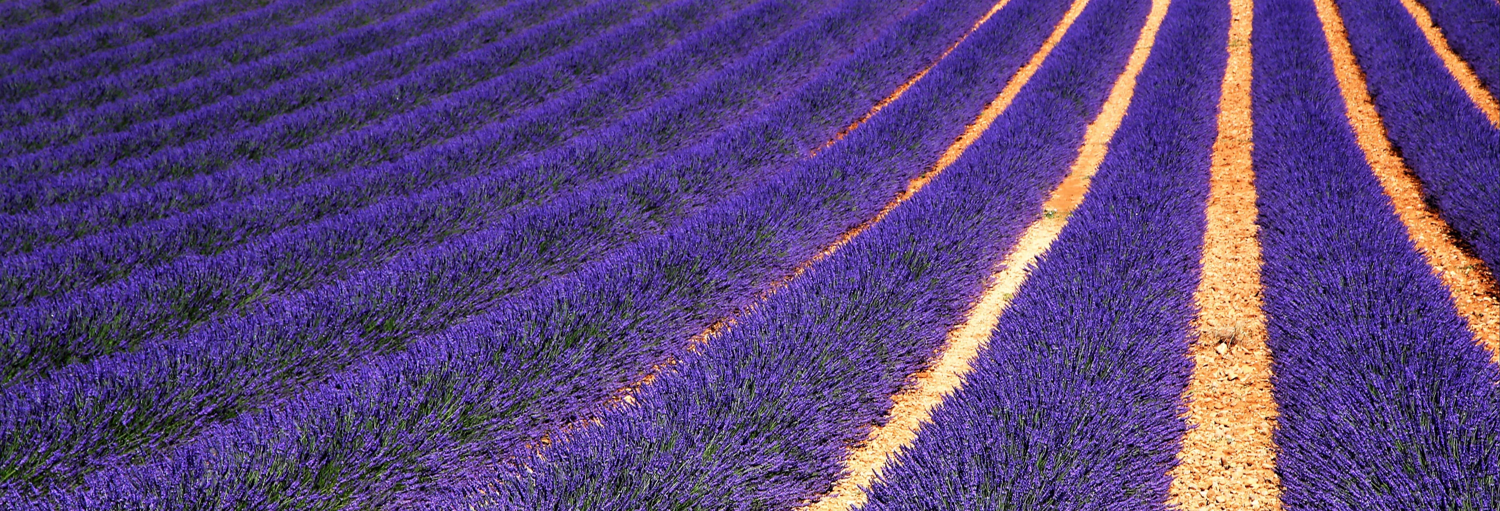 Tour della lavanda da Sault