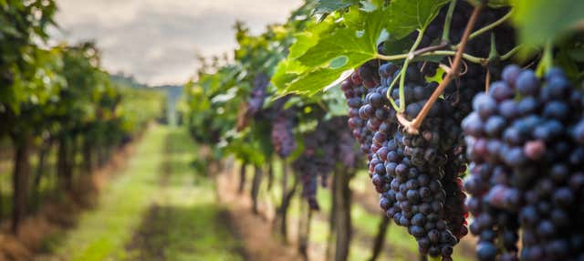 Trekking fra i vigneti di Bélesta