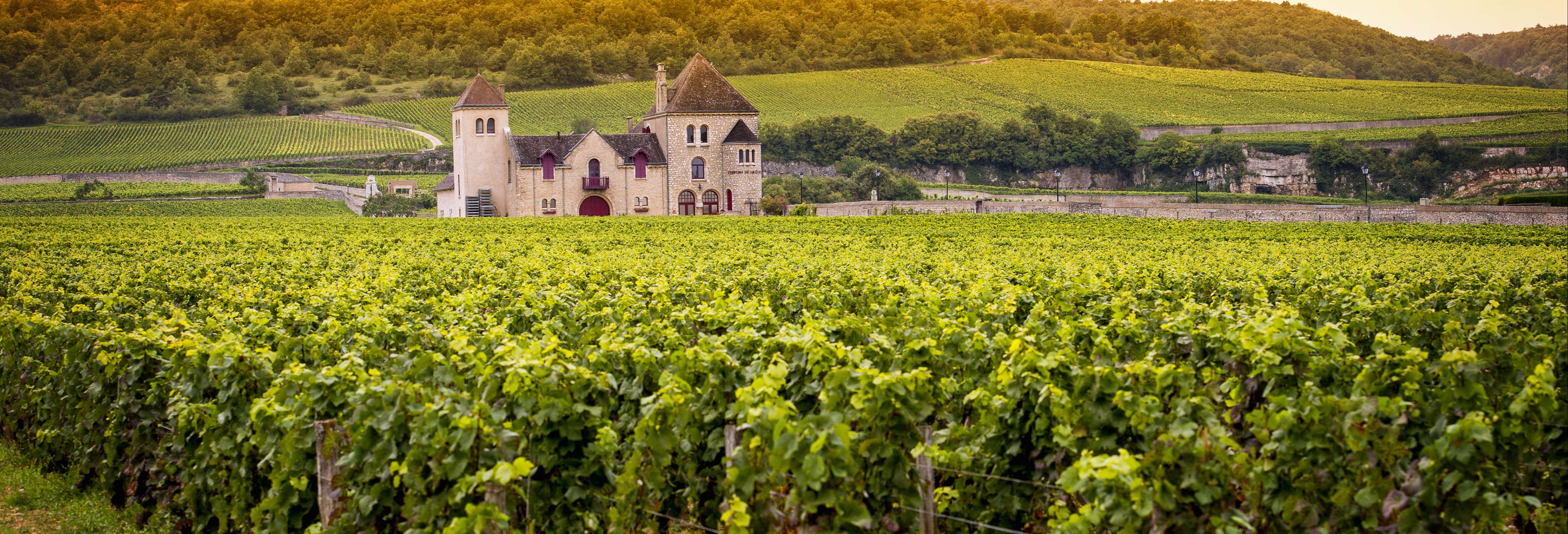 Bélesta Vineyards Jeep Tour