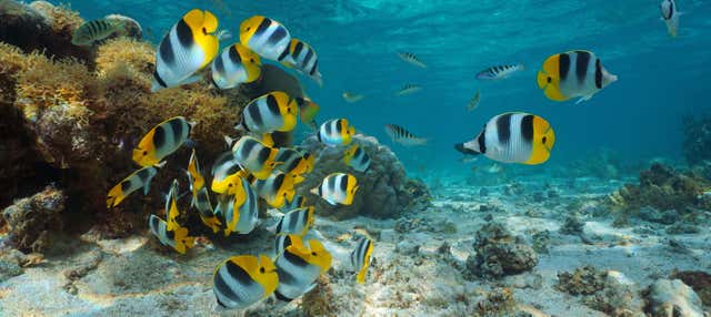 Giro in barca con fondo trasparente