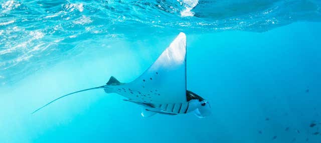 Snorkeling con le mante giganti in motoscafo