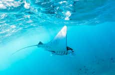 Manta Ray Snorkelling Speedboat Trip