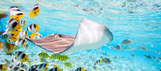 Snorkeling con squali e mante giganti