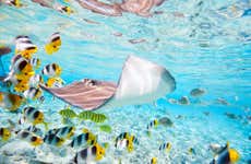 Bora Bora Shark Snorkel Safari