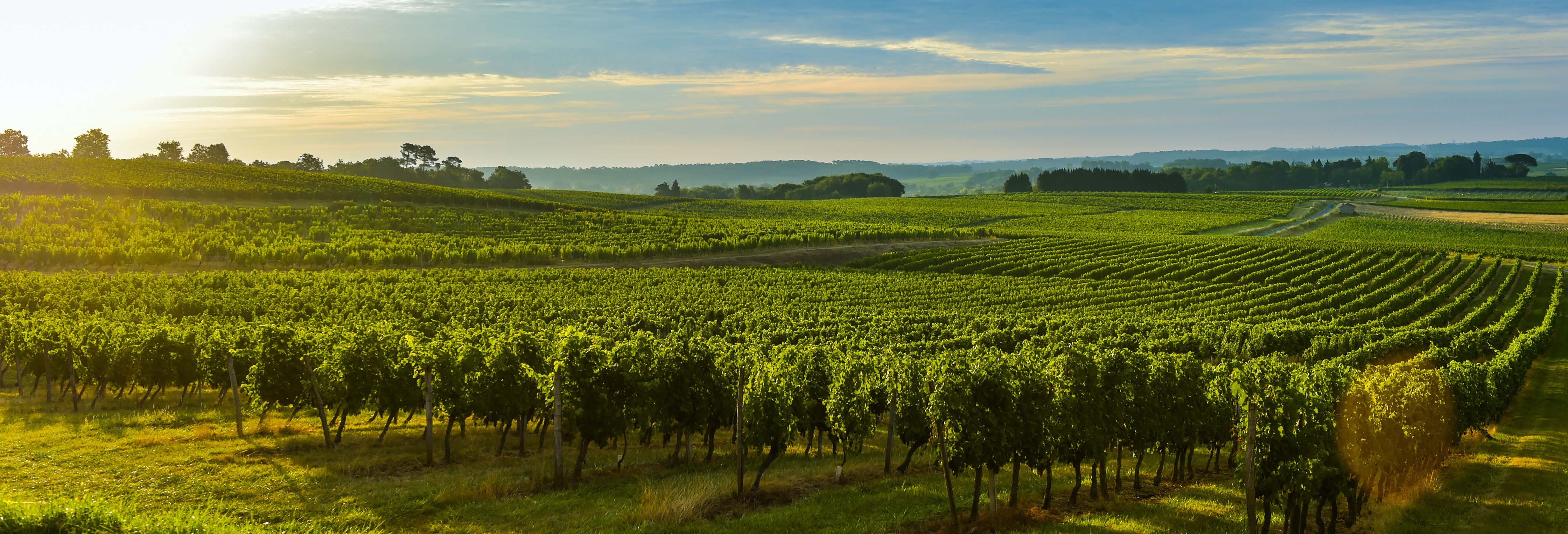 Visita a una cantina di Graves e Entre-deux-Mers con degustazione di vino