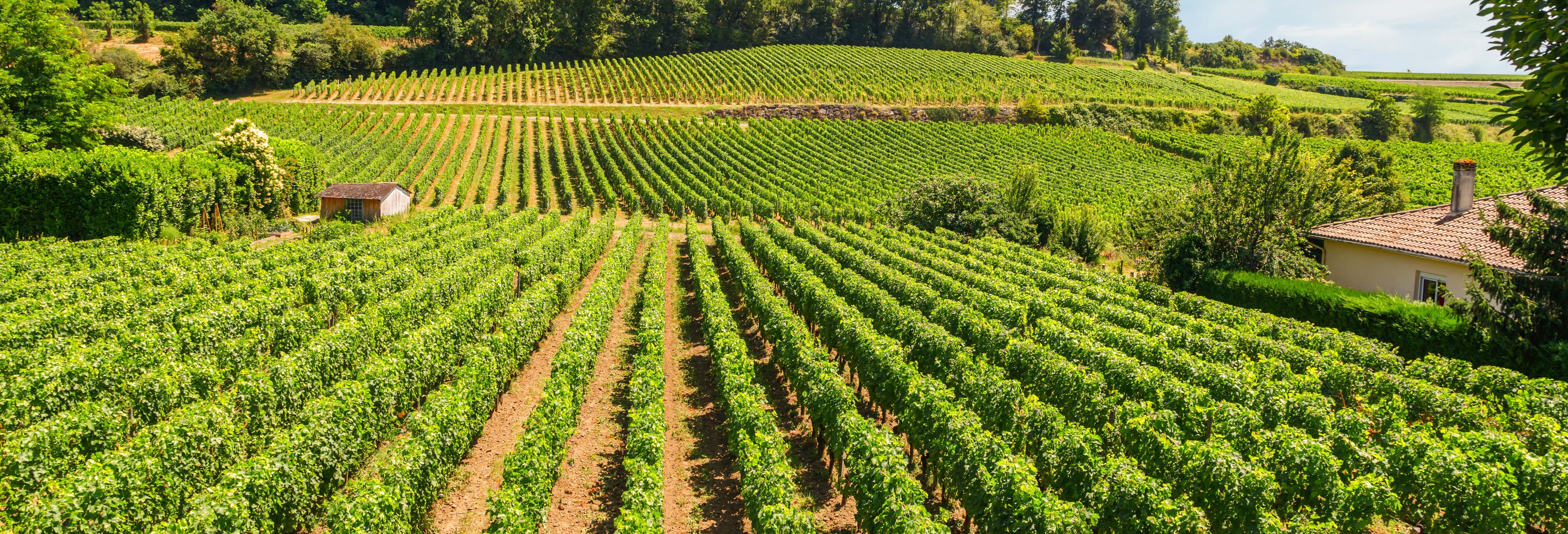 Excursión a Saint-Émilion y Pomerol