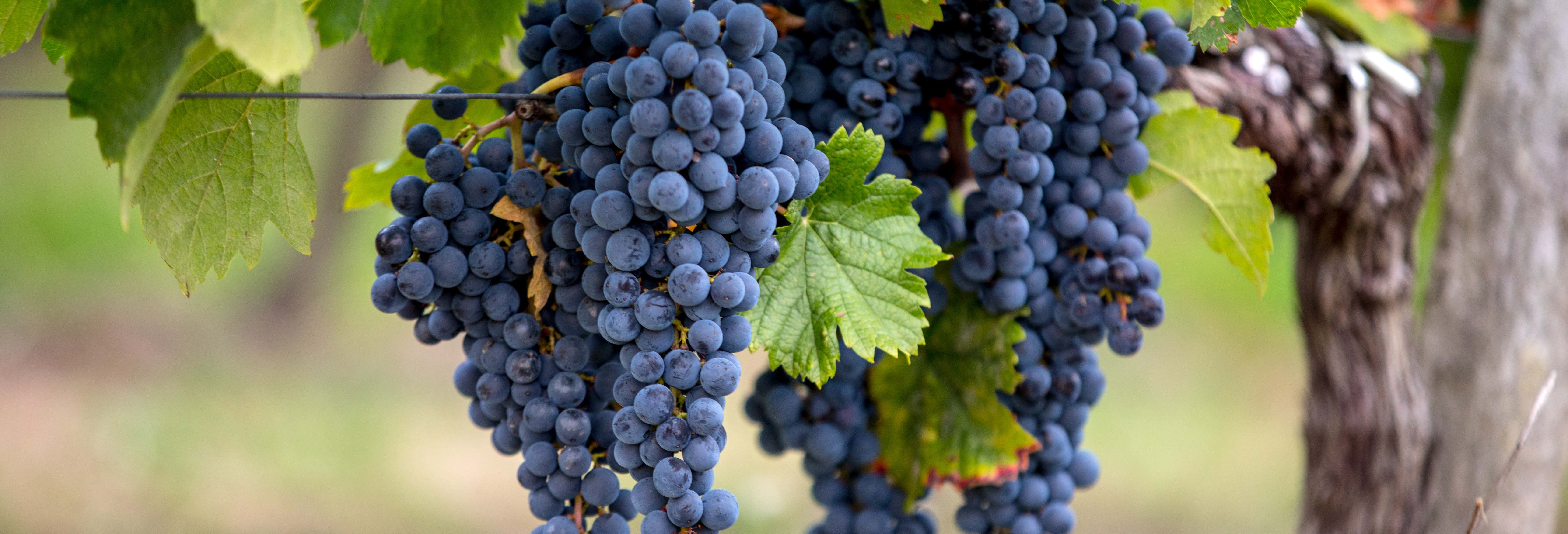 Tour del vino por Pessac-Léognan y Graves