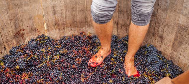 Pigiatura dell'uva a Cadenet