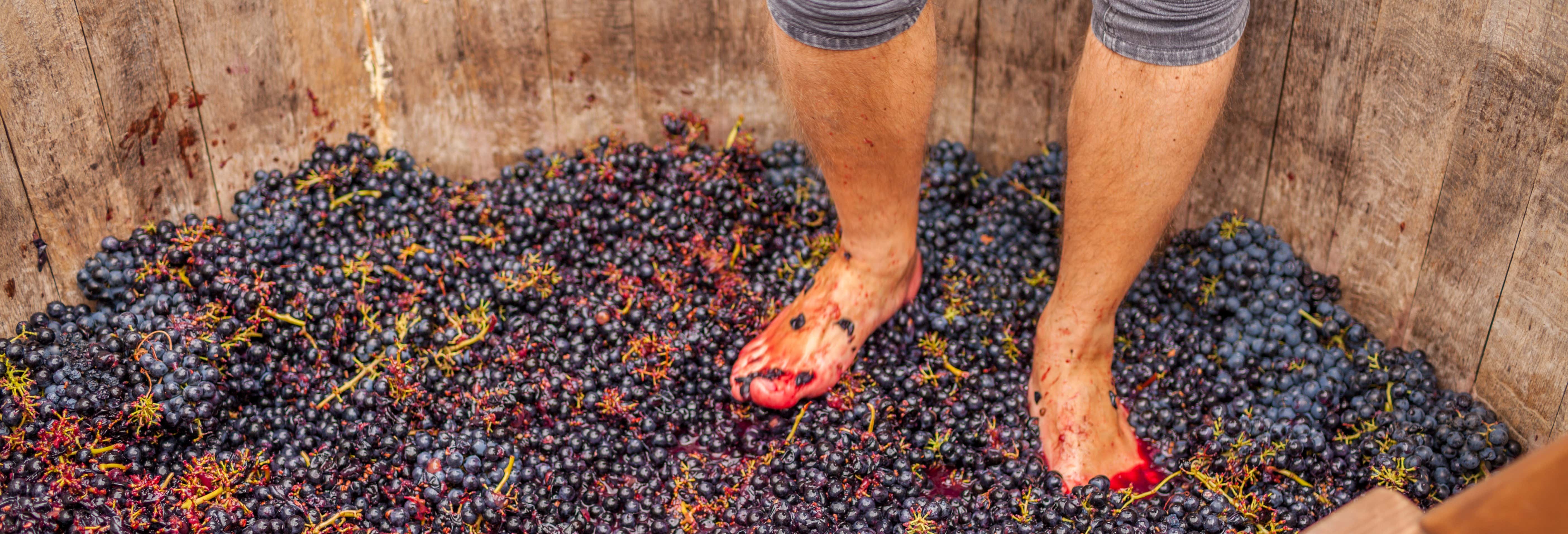 Grape Stomping in Cadenet