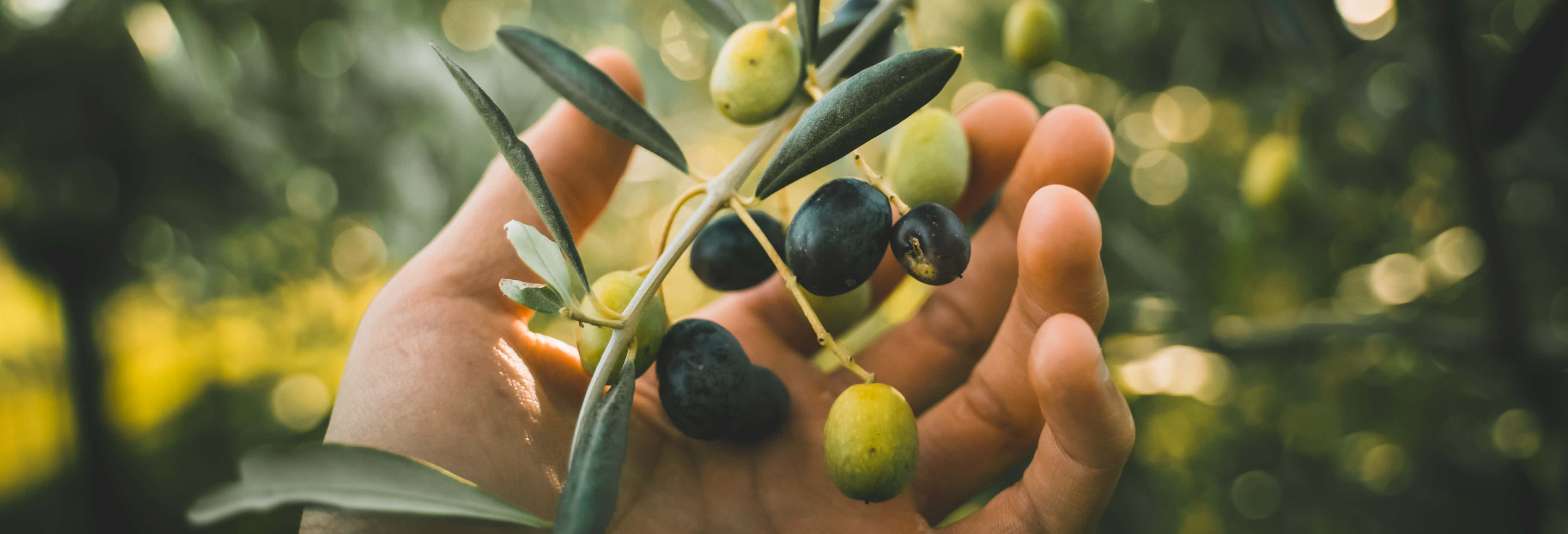 Cadenet Olive Picking