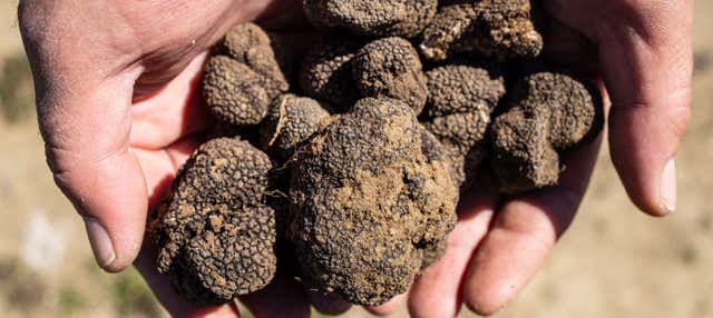 Tour del tartufo a Cadenet