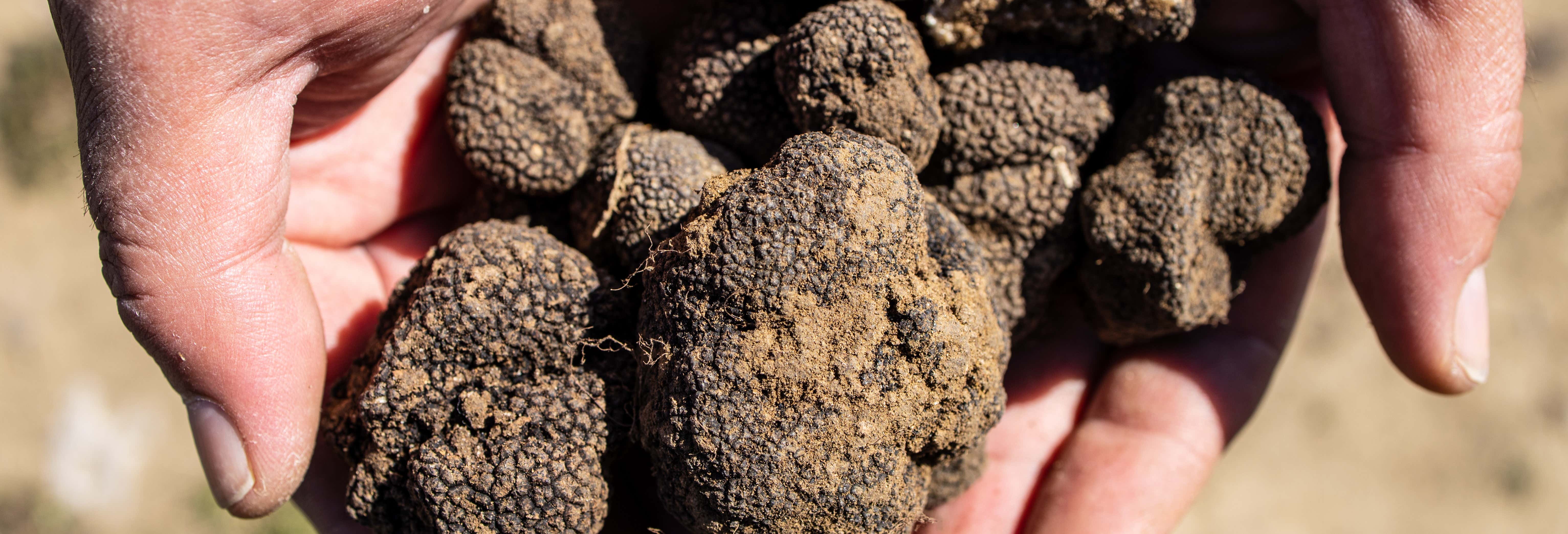 Truffle Hunting Tour