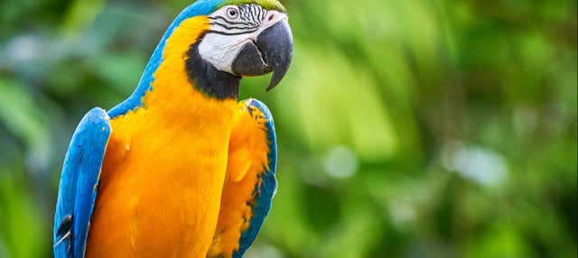 Biglietti per Parrot World