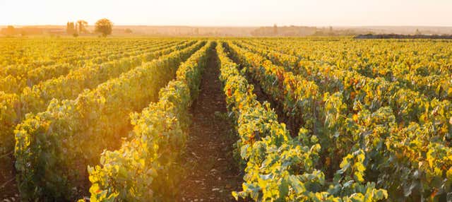 Dégustation de vins de Bourgogne en petit groupe