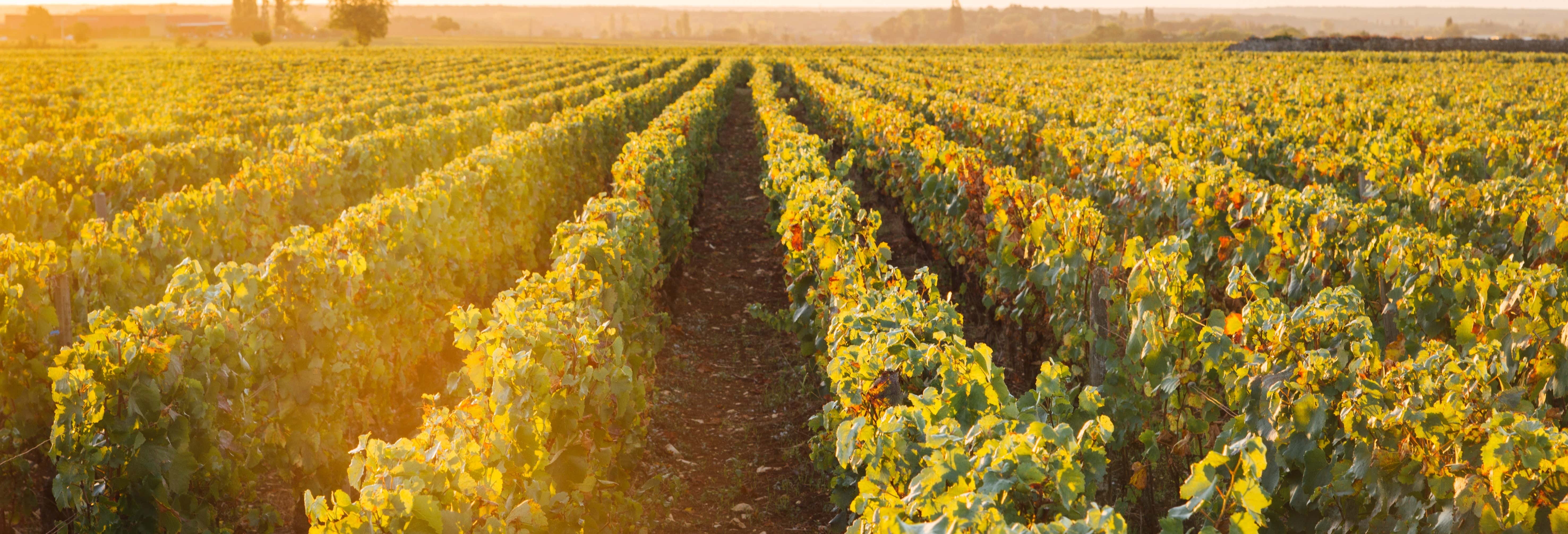 Dégustation de vins de Bourgogne en petit groupe