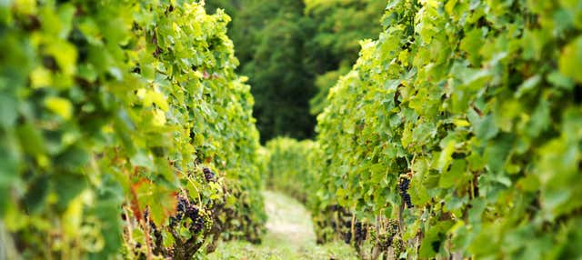 Degustazione di vini e formaggi della Valle del Rodano