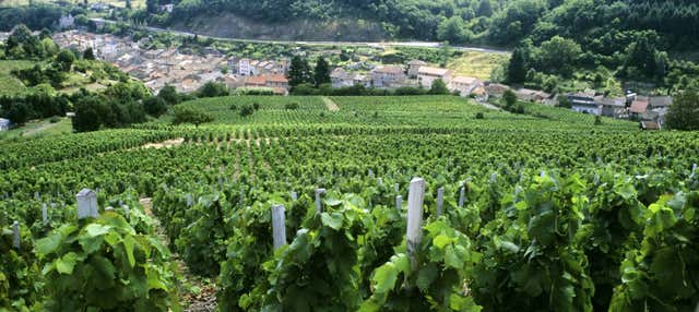 Tour dei vigneti e delle cantine nella valle del Rodano