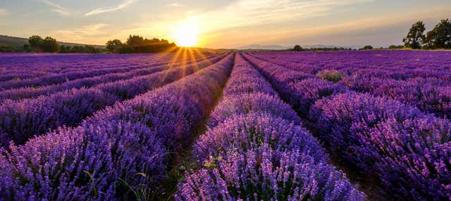 Tour della lavanda a Sault
