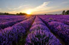 Sault Lavender Tour