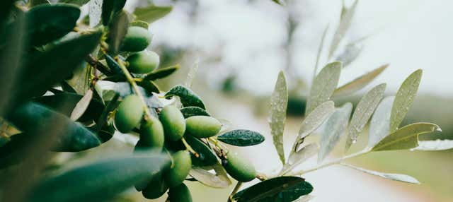 Degustazione di vino e olio in Languedoc