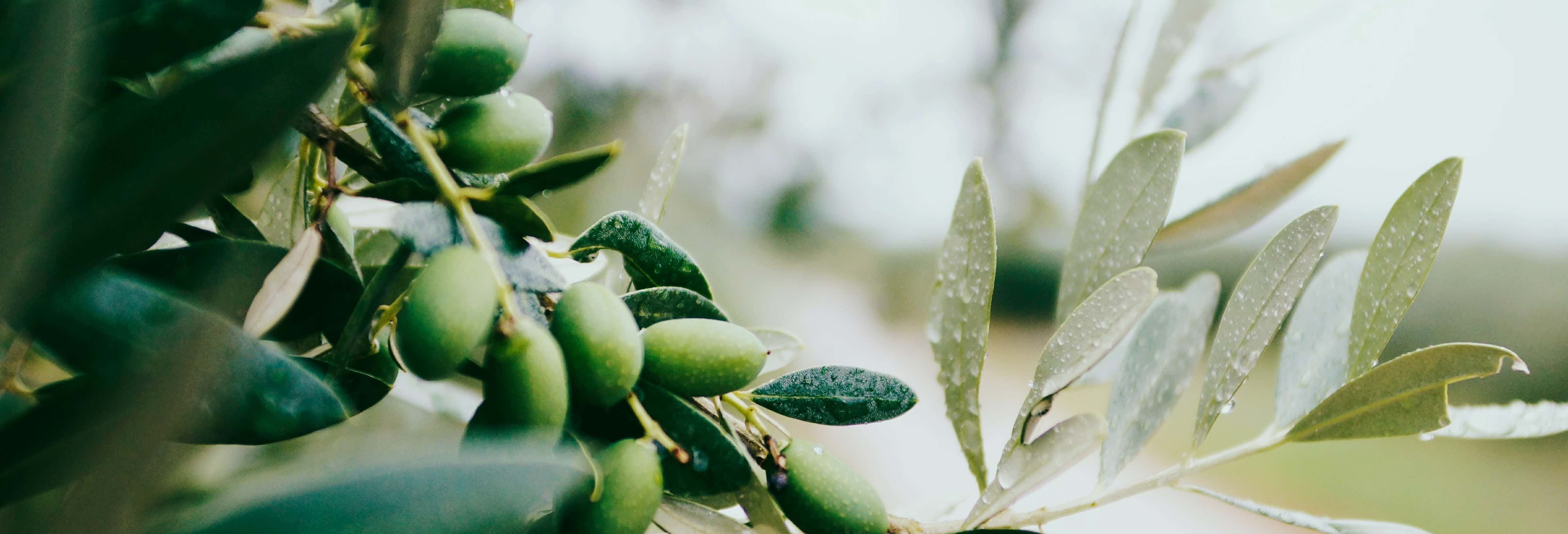 Oil & Wine Tasting in Languedoc