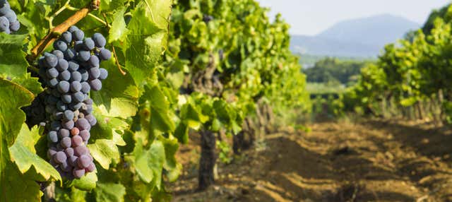 Escursione alle Terrasses du Larzac