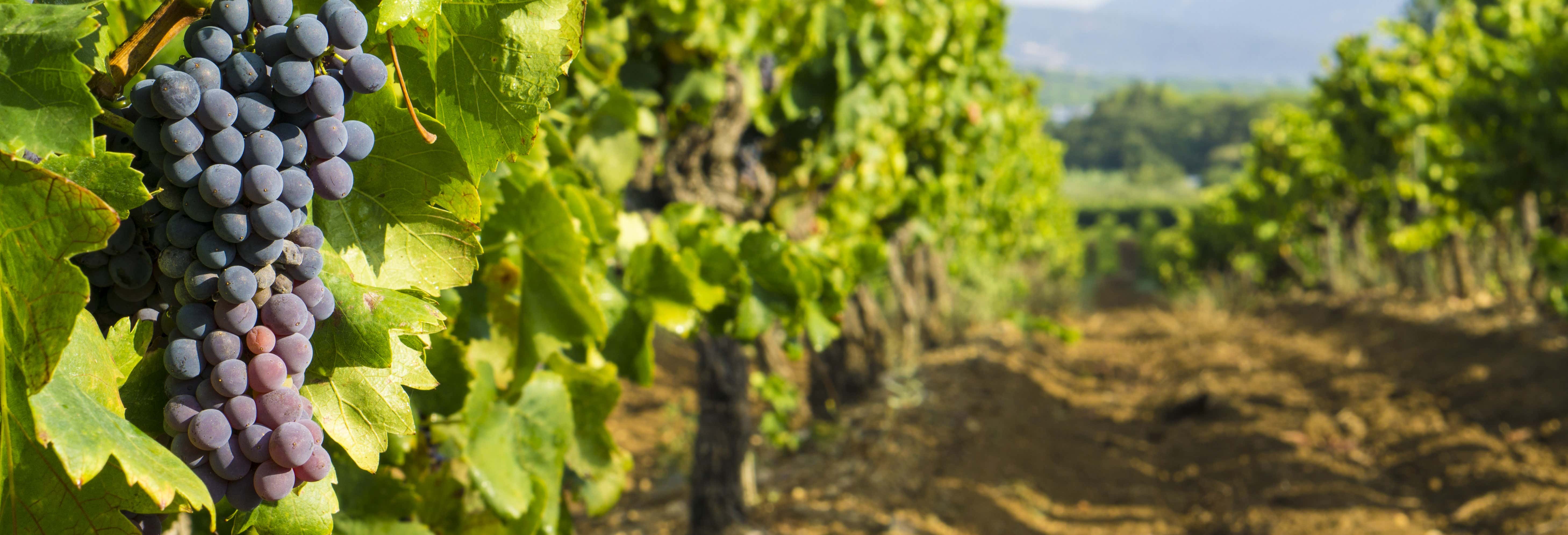 Terrasses du Larzac Day Trip