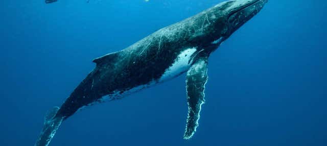 Avvistamento di balene a Moorea