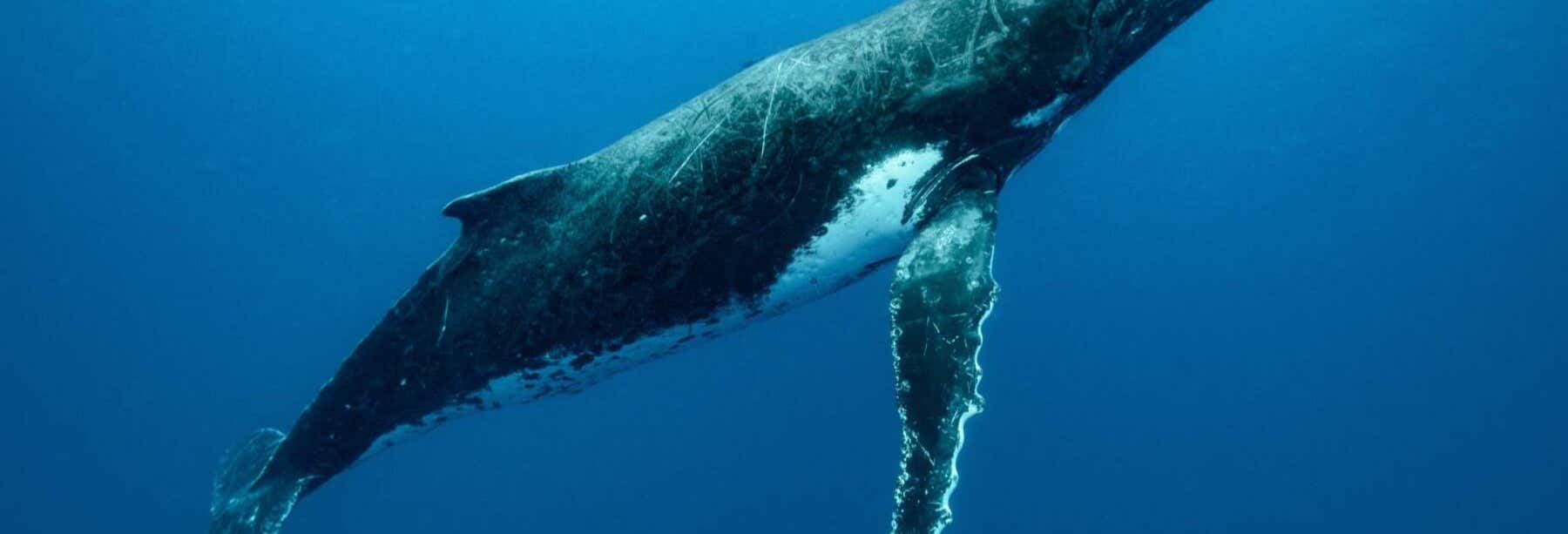 Whale Watching in Mo'orea