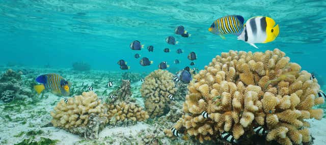 Giro in barca con fondo trasparente