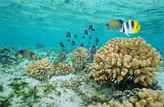 Glass Bottom Boat Tour