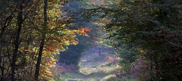 Escursione alla foresta di Fontainebleau 