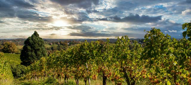 Visita a una cantina di Pau