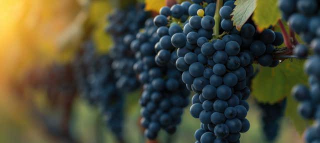 Cata de vinos en la bodega Vents du Sud