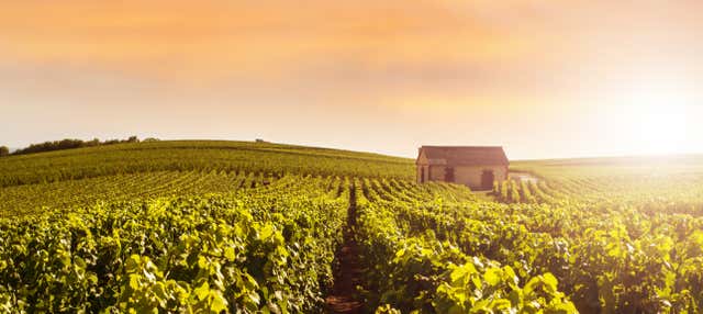 Tour por Reims y la bodega Veuve Clicquot