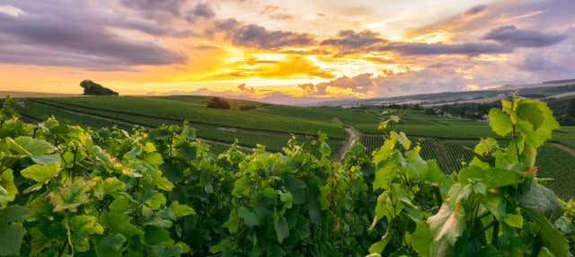 Tour dello champagne a Reims