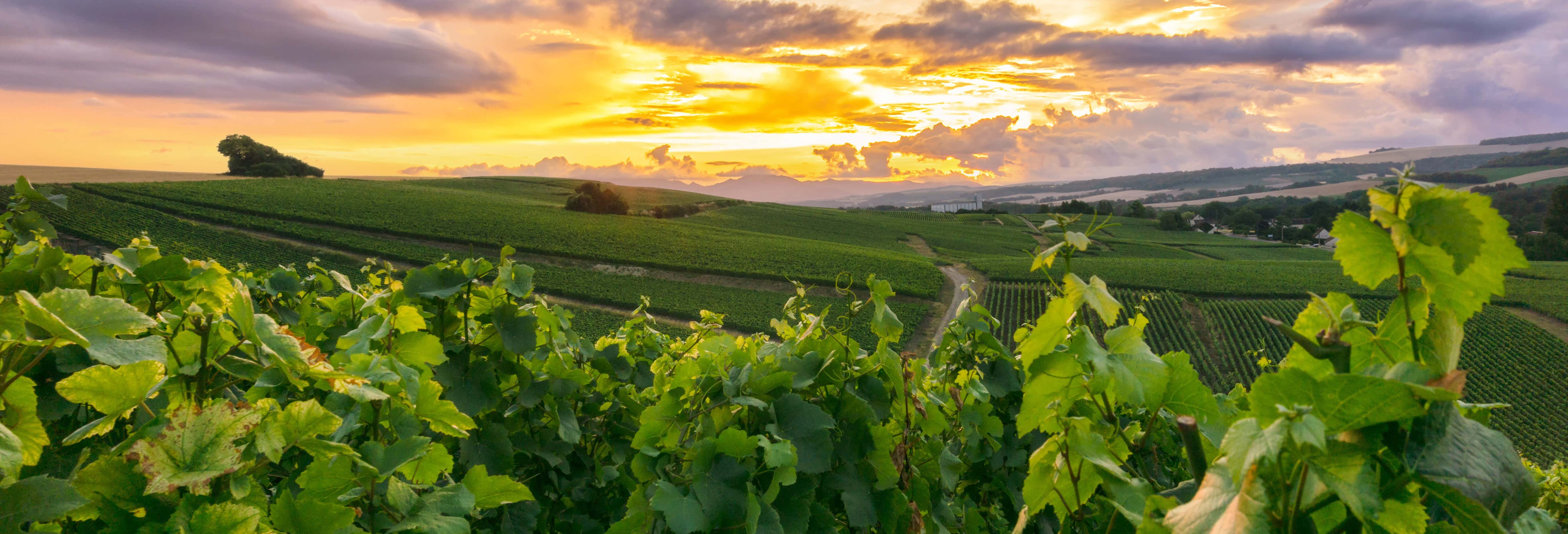 Tour dello champagne a Reims