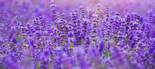 Visita alla Maison de la Lavande