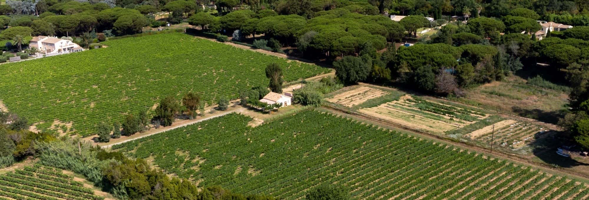 Private Saint-Tropéz Wineries Tour + Tasting