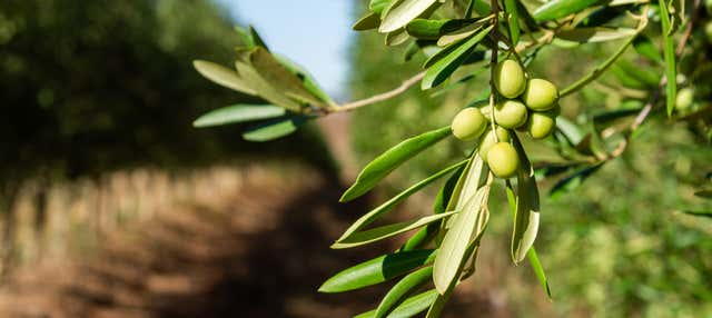Visita a un uliveto della Provenza